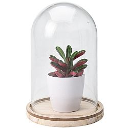 Koopman Umelá rastlina v skle Wilma, 19 cm