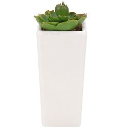 Koopman Umelý Skalnica v kvetináči, 14 cm