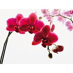 Up and Down Fototapeta Orchidej, 232 x 315 cm