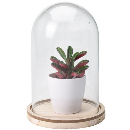 Koopman Umelá rastlina v skle Wilma, 19 cm
