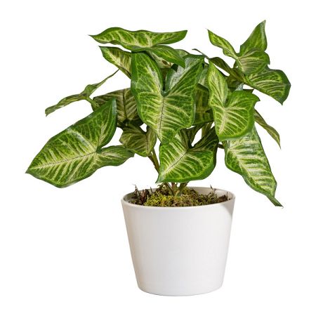 Umelé Syngónium v kvetináči zelená, 25 cm